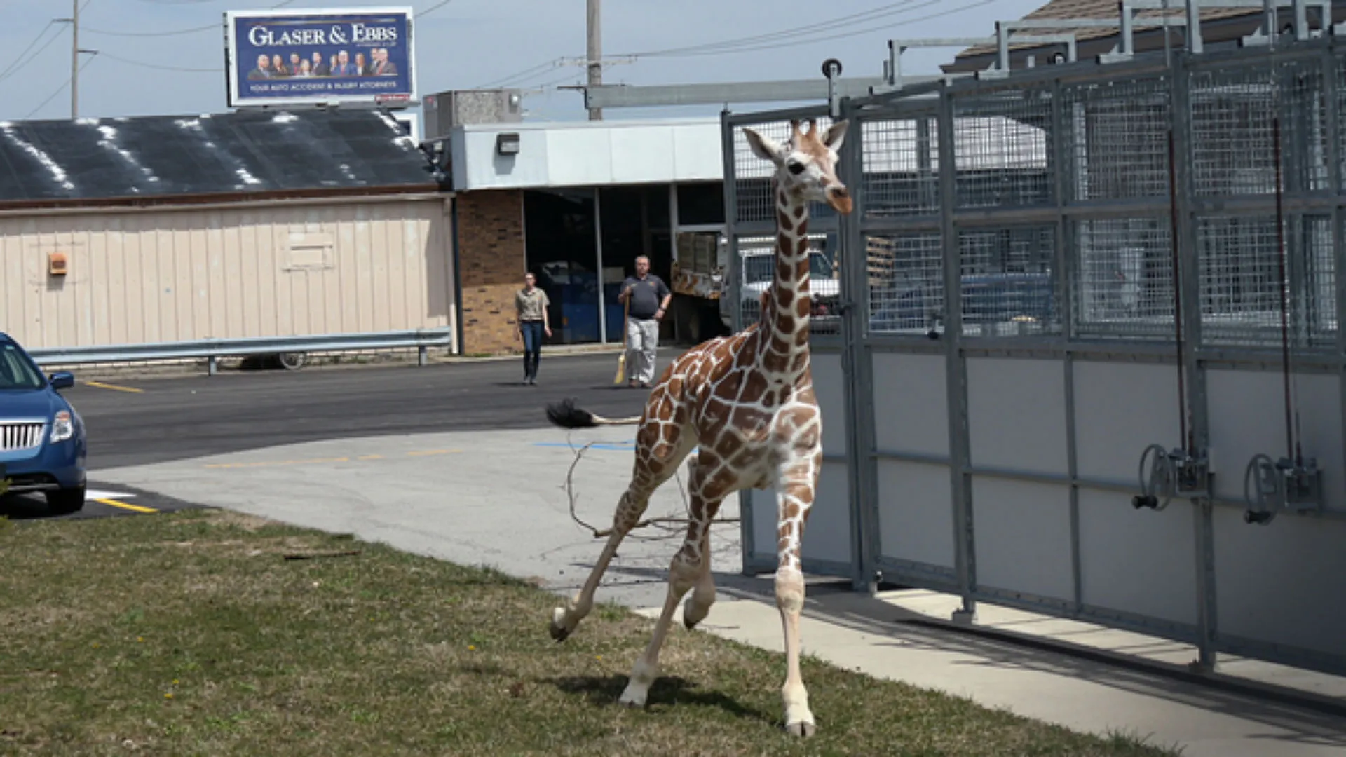 giraffe20runaway_1524582627391.jpg_40566526_ver1.0